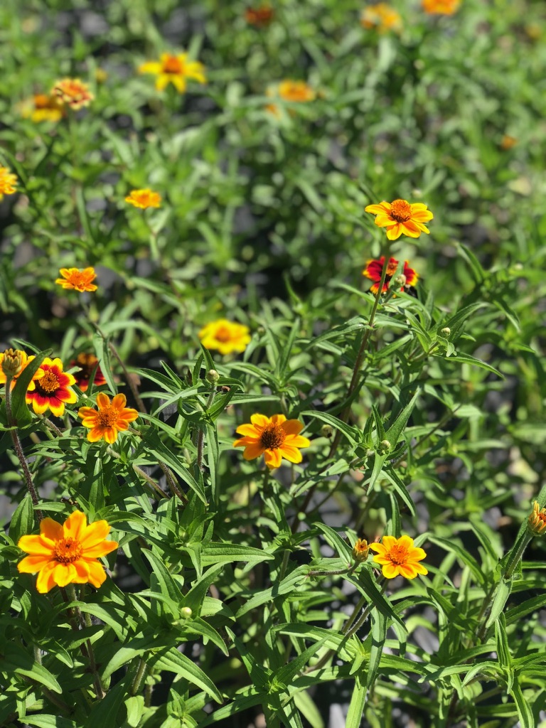 Farm flowers